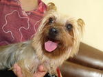 Silky Terrier - Silky Terrier Dog