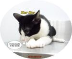 2 Cute Tuxedo Kittens For Adoption - Domestic Short Hair Cat