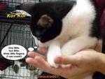 2 Cute Tuxedo Kittens For Adoption - Domestic Short Hair Cat