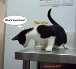 2 Cute Tuxedo Kittens For Adoption - Domestic Short Hair Cat