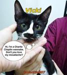 2 Cute Tuxedo Kittens For Adoption - Domestic Short Hair Cat