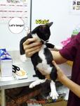 2 Cute Tuxedo Kittens For Adoption - Domestic Short Hair Cat