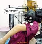 2 Cute Tuxedo Kittens For Adoption - Domestic Short Hair Cat