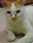 Kapas - Domestic Short Hair Cat