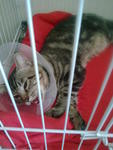 Wearing e collar after neuter