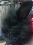 Coffee - Angora Rabbit Rabbit