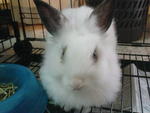 Bak Bak - Angora Rabbit Rabbit