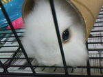 Bak Bak - Angora Rabbit Rabbit