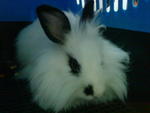 Rabbit Zai - Angora Rabbit Rabbit