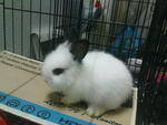 Rabbit Zai - Angora Rabbit Rabbit