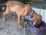 the day we found her - so skinny :o(