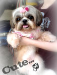 Mao Mao - Shih Tzu Dog