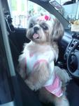 Mao Mao - Shih Tzu Dog