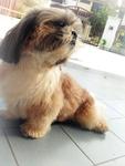 Mao Mao - Shih Tzu Dog