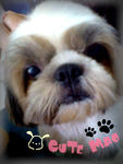 Mao Mao - Shih Tzu Dog