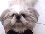 Licky - Shih Tzu Dog