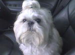 Licky - Shih Tzu Dog