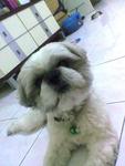 Licky - Shih Tzu Dog