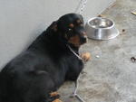 Kirly - Rottweiler Mix Dog