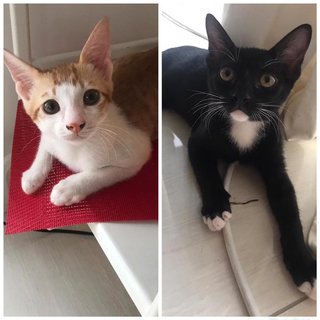 Patch &amp; Zino!  - Domestic Short Hair Cat