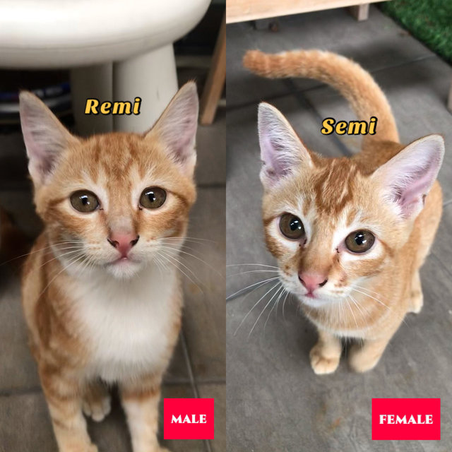 Semi &amp; Remi (Kittens) - Domestic Short Hair Cat