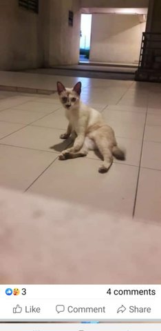 Betina - Domestic Short Hair Cat