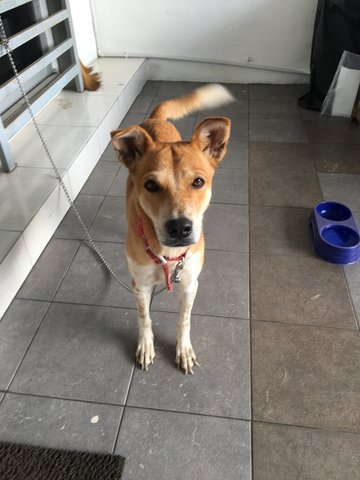 Eva - Mixed Breed Dog