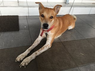 Eva - Mixed Breed Dog