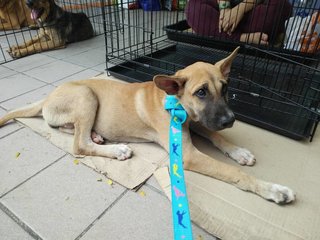 Adik - Mixed Breed Dog