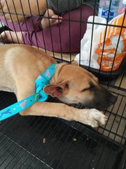 Adik - Mixed Breed Dog