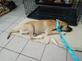 Adik - Mixed Breed Dog