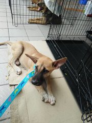 Adik - Mixed Breed Dog