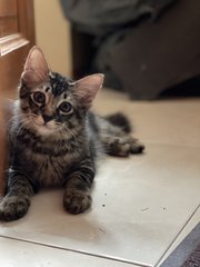 Luna And Bruno - Domestic Long Hair Cat