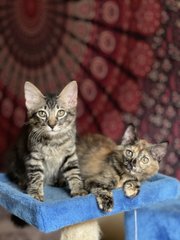 Luna And Bruno - Domestic Long Hair Cat