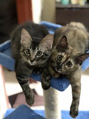 Luna And Bruno - Domestic Long Hair Cat