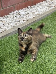 Luna And Bruno - Domestic Long Hair Cat