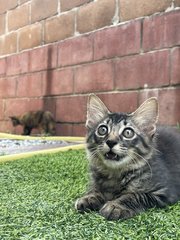 Luna And Bruno - Domestic Long Hair Cat