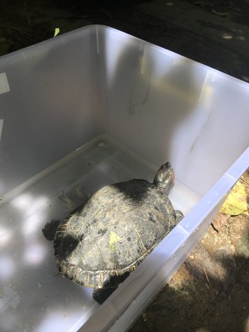 Red-eared Slider (River Turtle) - Turtle Reptile