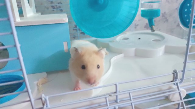 PF106029 - Syrian / Golden Hamster Hamster