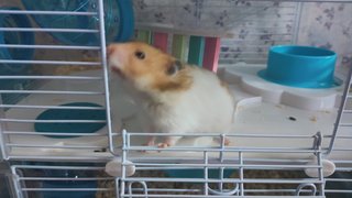 PF106029 - Syrian / Golden Hamster Hamster