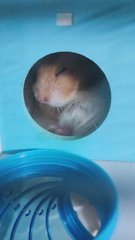 PF106029 - Syrian / Golden Hamster Hamster