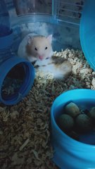 PF106029 - Syrian / Golden Hamster Hamster