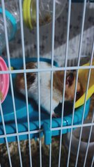 PF106029 - Syrian / Golden Hamster Hamster