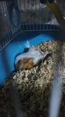 PF106029 - Syrian / Golden Hamster Hamster