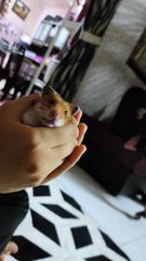 PF106029 - Syrian / Golden Hamster Hamster