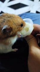 PF106029 - Syrian / Golden Hamster Hamster