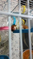 PF106029 - Syrian / Golden Hamster Hamster