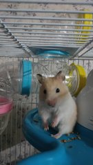 PF106029 - Syrian / Golden Hamster Hamster