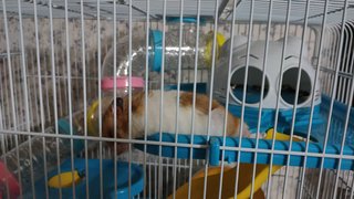 PF106029 - Syrian / Golden Hamster Hamster