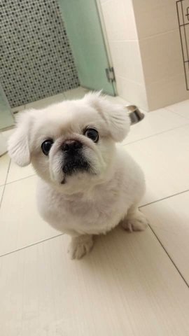 Scooby - Pekingese Dog